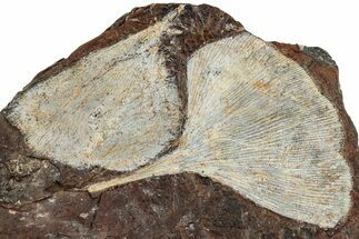 Two Fossil Ginkgo Leaves From North Dakota - Paleocene #262786