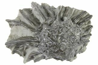 Fossil Crinoid (Pycnocrinus) - Indiana #262513