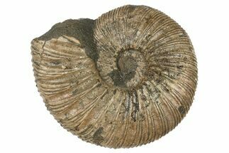Cretaceous Ammonite (Virgatites) Fossil - Russia #262521
