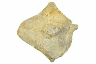 Silurian Crinoid (Siphonocrinus) Fossil - Wisconsin #262623