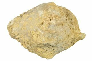 Silurian Crinoid (Siphonocrinus) Fossil - Wisconsin #262625