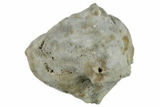 Silurian Crinoid (Siphonocrinus) Fossil - Wisconsin #262628