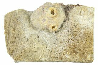 Mississippian Fossil Crinoid (Actinocrinites) Calyx - Iowa #262631
