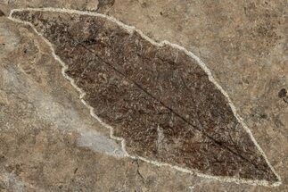 Miocene Fossil Leaf (Meliosma) - Nebraska #262742