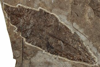 Miocene Fossil Leaf (Meliosma) - Nebraska #262744