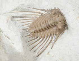 Exquisitely Spiny Kettneraspis Trilobite - Oklahoma #15376