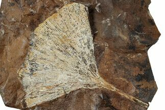 Double-Sided Fossil Ginkgo Leaves From North Dakota - Paleocene #263027