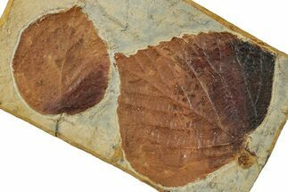 Plate with Two Fossil Leaves (Davidia) - Montana #263033