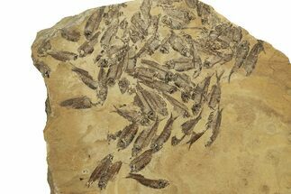 Fossil Fish (Gosiutichthys) Mortality Plate - Wyoming #261919