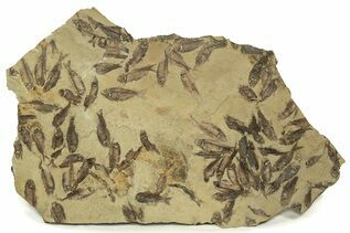 Premium Specimens For Sale