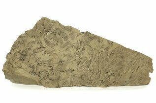 Fish Fossils For Sale