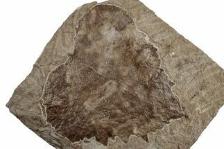 Fossil Sycamore Leaf (Platanus) - Nebraska #262314