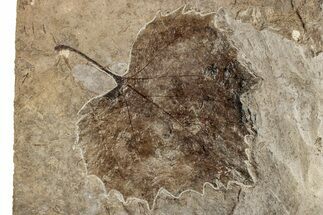 Fossil Sycamore Leaf (Platanus) - Nebraska #262315
