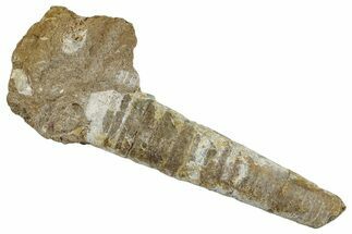 Ordovician Cephalopod (Isorthoceras) Fossil - Iowa #262712