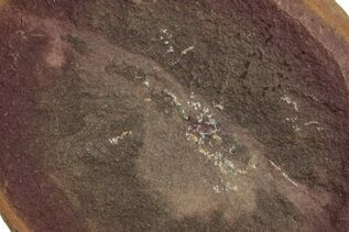 Fossil Shrimp For Sale