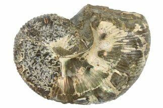 Cretaceous Ammonite (Hoploscaphities) Fossil - South Dakota #262632