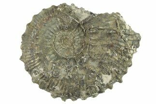 Cretaceous Pyritized Ammonite (Kosmoceras) Fossil - England #262643