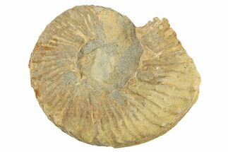 Cretaceous Ammonite (Prionocyclus) Fossil - South Dakota #262659