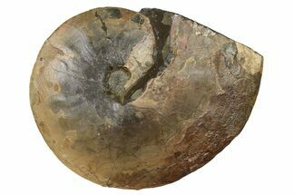 Fossil Ammonite (Placenticeras) - South Dakota #262701