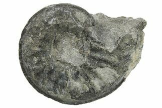 Triassic Fossil Ammonite (Frenchites) - Nevada #262678