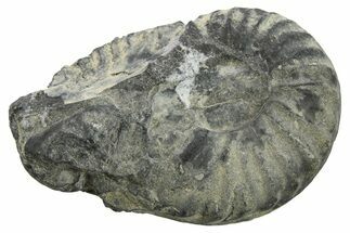Triassic Fossil Ammonite (Frenchites) - Nevada #262683