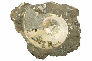 Cretaceous Fossil Ammonite (Sphenodiscus) - South Dakota #262686