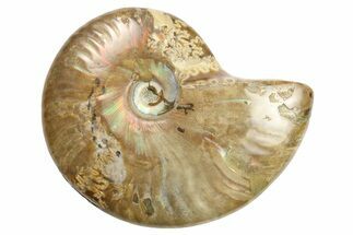 Polished Iridescent Ammonite (Cleoniceras) Fossil - Madagascar #262688