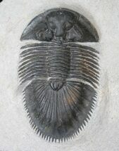 Thysanopeltis Trilobite #15381