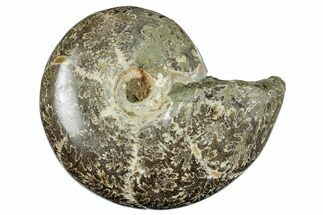 Polished Cretaceous Ammonite (Eotetragonites?) Fossil -Madagascar #262102