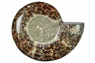 Polished Cretaceous Ammonite (Argonauticeras?) Fossil -Madagascar #262107