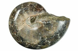 Polished Ammonite (Phylloceras?) Fossil - Madagascar #262113