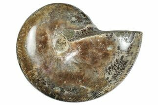 Polished Ammonite (Phylloceras?) Fossil - Madagascar #262115