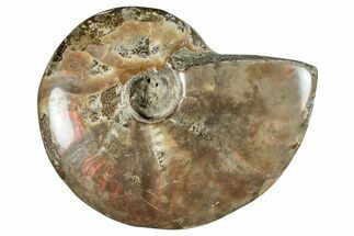 Polished Cretaceous Ammonite (Cleoniceras) Fossil - Madagascar #262127
