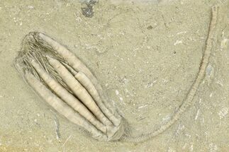Fossil Crinoid (Scytalocrinus) - Crawfordsville, Indiana #263084