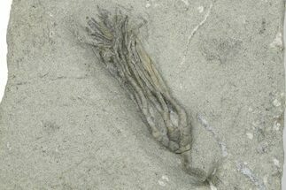 Fossil Crinoid (Parisocrinus) - Crawfordsville, Indiana #263095