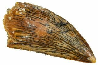 Serrated, Raptor Tooth - Real Dinosaur Tooth #261105