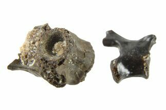 Two Permian Reptile Fossil Vertebrae - Oklahoma #261425