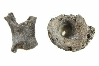 Two Permian Reptile Fossil Vertebrae - Oklahoma #261426