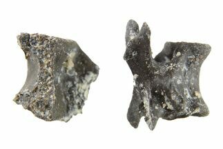 Two Permian Reptile Fossil Vertebrae - Oklahoma #261427