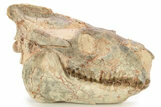 Fossil Oreodont (Merycoidodon) Skull - South Dakota #263486