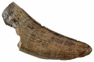 Serrated, Tyrannosaur (Nanotyrannus?) Tooth - Montana #263351