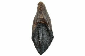 Gorgeous, Rooted Triceratops Tooth - Wyoming #263401