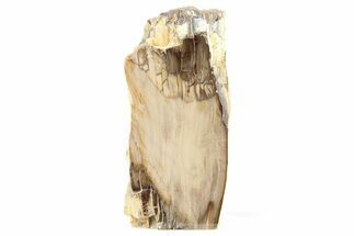 Polished, Petrified Wood (Metasequoia) Stand Up - Oregon #263492
