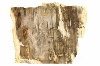 Polished, Petrified Wood (Metasequoia) Stand Up - Oregon #263502