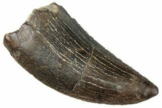 Serrated Tyrannosaur Tooth - Two Medicine Formation #263771