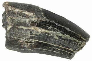 Serrated Tyrannosaur Tooth - Two Medicine Formation #263788