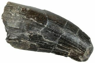 Serrated Tyrannosaur Tooth - Two Medicine Formation #263796