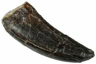 Serrated Tyrannosaur Tooth - Two Medicine Formation #263805
