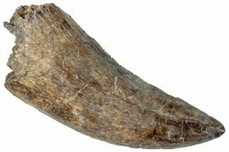 Serrated Tyrannosaur Tooth - Judith River Formation #263820