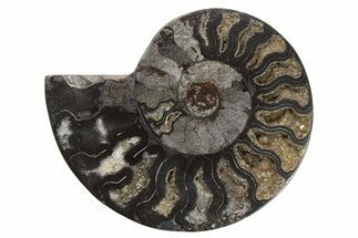Cut & Polished Ammonite Fossil (Half) - Unusual Coloration #263648